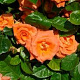 Rosa (F) Newsflash 150-175 cm vierkant rond 5,5L