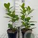 Prunus l. 'Novita' 40-60 cm 2,0L