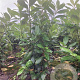 Prunus l. 'Novita' 60-80 cm met kluit