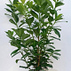 Prunus l. 'Novita' 60-80 cm met kluit