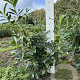 Prunus l. 'Novita' 60-80 cm met kluit
