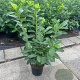 Prunus l. 'Novita' 60-80 cm 3,0L