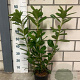 Prunus l. 'Novita' 60-80 cm 3,0L