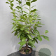 Prunus l. 'Novita' 80-100 cm 10L