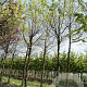 Prunus serrula 20-25 HO draadkluit