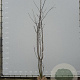 Prunus yedoensis 300-350 cm draadkluit meerstammig