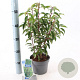 Prunus lusitanica 'Angustifolia' 20-30 cm 2,0L