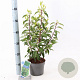 Prunus lusitanica 'Angustifolia' 20-30 cm 2,0L