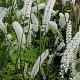 Actaea simp. 'White Pearl' GM P9