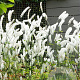 Actaea simp. 'White Pearl' GM P9