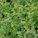 Alchemilla caucasica GM P9