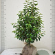 Prunus lusitanica 'Angustifolia' 60-80 cm met kluit