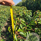 Prunus lusitanica 'Angustifolia' 60-80 cm met kluit