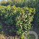 Prunus lusitanica 'Angustifolia' 60-80 cm met kluit