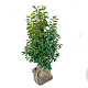 Prunus lusitanica 'Angustifolia' 80-100 cm met kluit