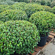 Prunus lusitanica 'Angustifolia' 90-100 cm cont. 65L lage bol najaarspotting