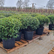 Prunus lusitanica 'Angustifolia' 90-100 cm cont. 65L lage bol najaarspotting