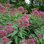 Eupatorium mac. 'Augustrubin' GM P9