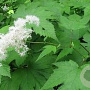 Filipendula kamtschatica GM P9