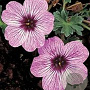 Geranium cin. 'Ballerina' GM 2,0L