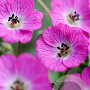 Geranium cin. Jolly Jewel Hot Pink GM P9