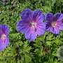 Geranium himalayense 'Vitello' GM P9