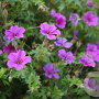 Geranium 'Light Dilys' GM P9