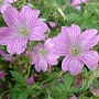Geranium ox. 'Claridge Druce' GM P9