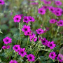 Geranium sang. Frivolius Purple GM P9