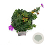 Geranium sang. 'Max Frei' GM 2,0L