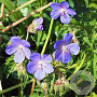 Geranium sylv. 'Nikita' GM P9