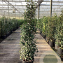 Prunus lusitanica 'Angustifolia' 175-200 cm 25L