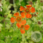 Geum 'Sunkissed Lime' GM P9