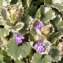 Glechoma hederacea 'Variegata' GM P9