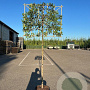 Prunus lusitanica 'Brenelia' 8-10 HO cont. 55L lei 120x120