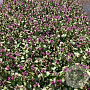 Lamium mac. 'Beacon Silver' GM 2,0L