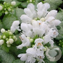Lamium mac. 'White Nancy' GM P9
