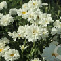 Leucanthemum 'Paladin' GM P9