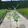 Prunus padus 80-100 cm 2,0L