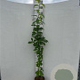 Prunus padus 150-175 cm 5,0L