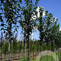 Prunus padus 'Tiefurt' 8-10 HO draadkluit