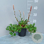 Persicaria aff. 'Superba' GM 2,0L