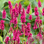 Persicaria a. 'Heutinck' GM P9