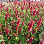 Persicaria a. 'Lisan' GM P9