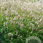 Persicaria a. 'White Eastfield' GM P9
