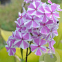 Phlox (M) 'Natascha' GM P9