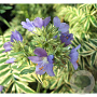 Polemonium caer. Brise d'Anjou GM P9