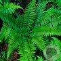 Polystichum makinoi GM P9
