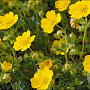 Potentilla crantzii GM P9