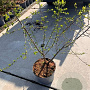 Prunus spinosa 60-80 cm 5,0L